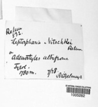 Image of Paraleptosphaeria nitschkei